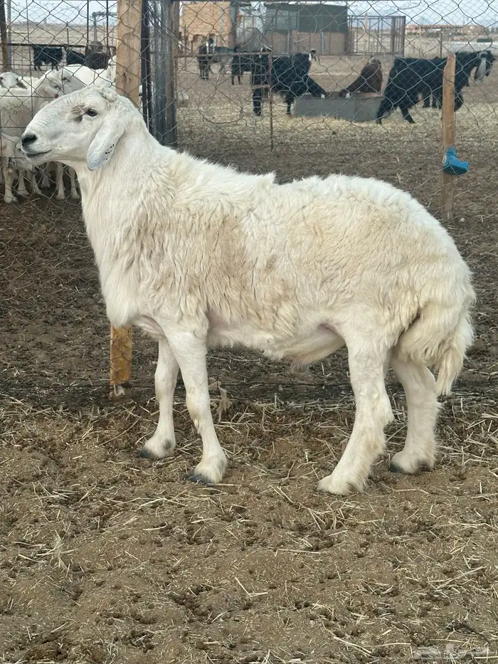 فحل حري مشروط 1