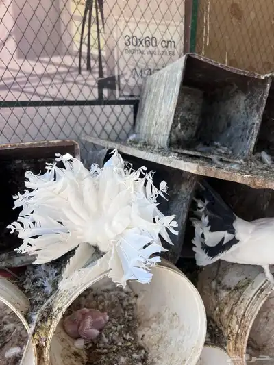 عشة حمام هزازي index