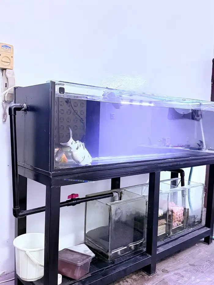 MONSTER FISH TANK with FILTER SUMP 0