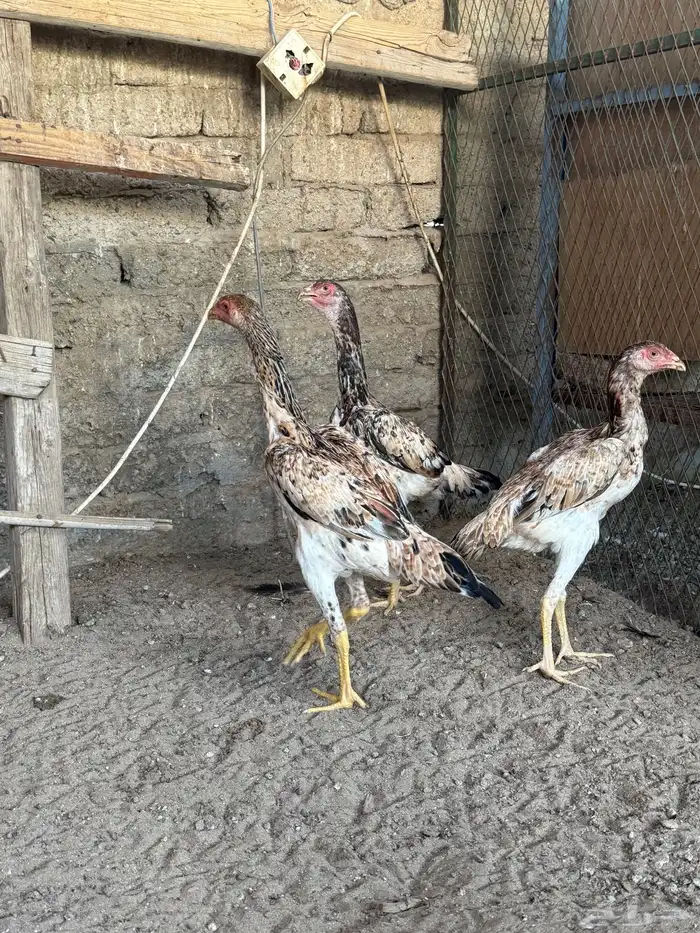 دجاج شامو يباني 1