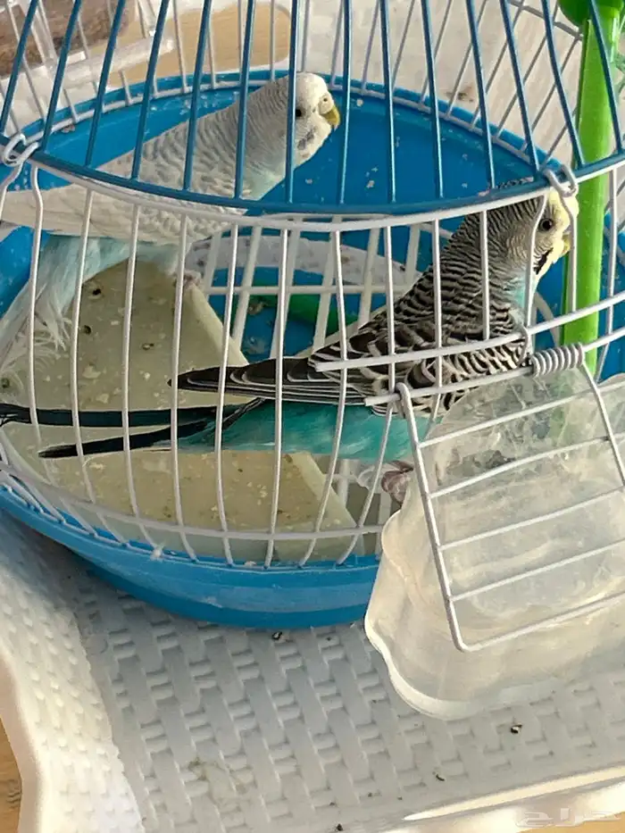 جوز طيور حب بسكاكا 1