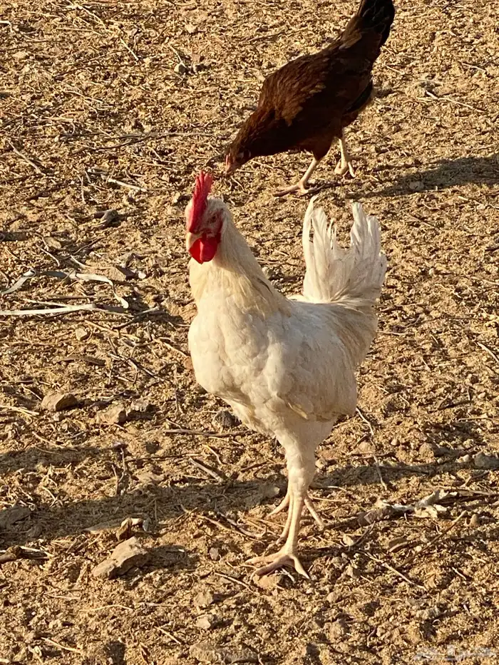 للبيع ديك بلدي 0