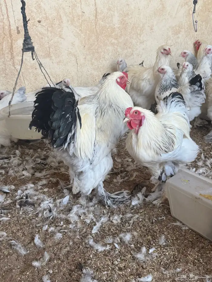 دجاج براهما كولمبي كونك 8 شهور 7