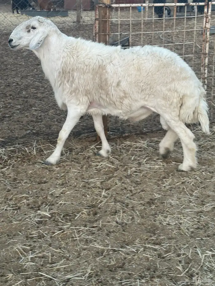 فحل حري مشروط 0