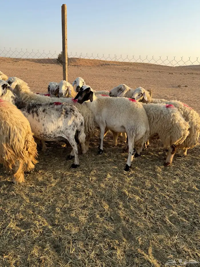 غنم حصيب 1