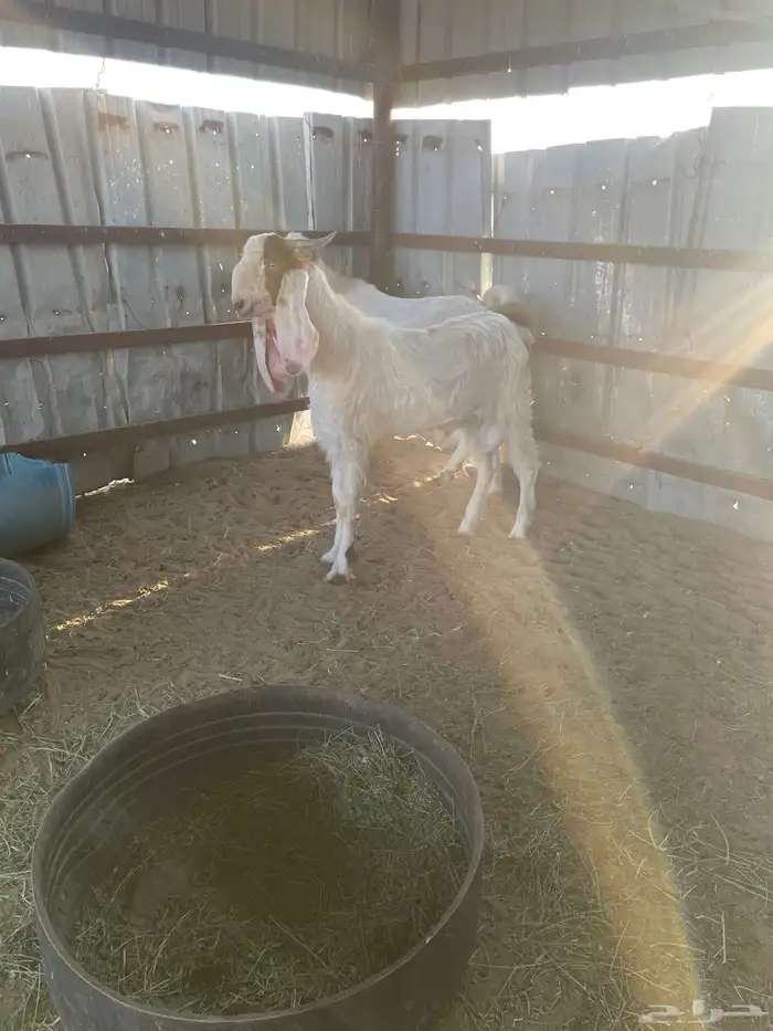 تيوس هولنديات 3