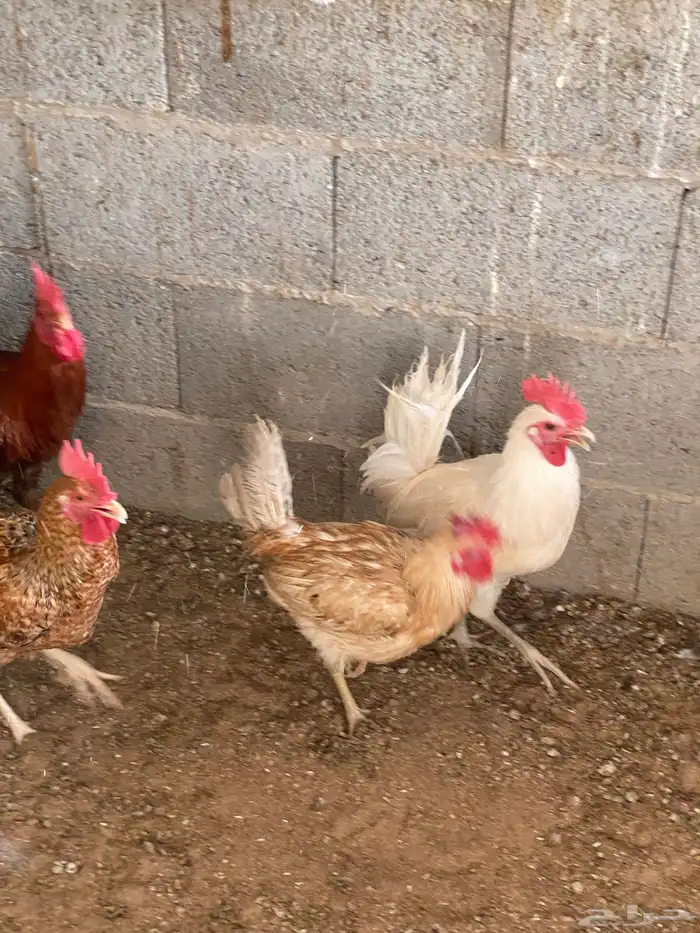 ديوك ودجاج 3