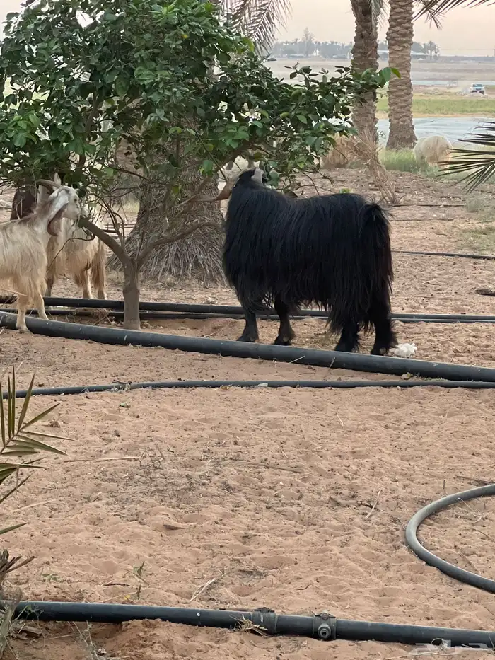 تبس فحل عارضي 0