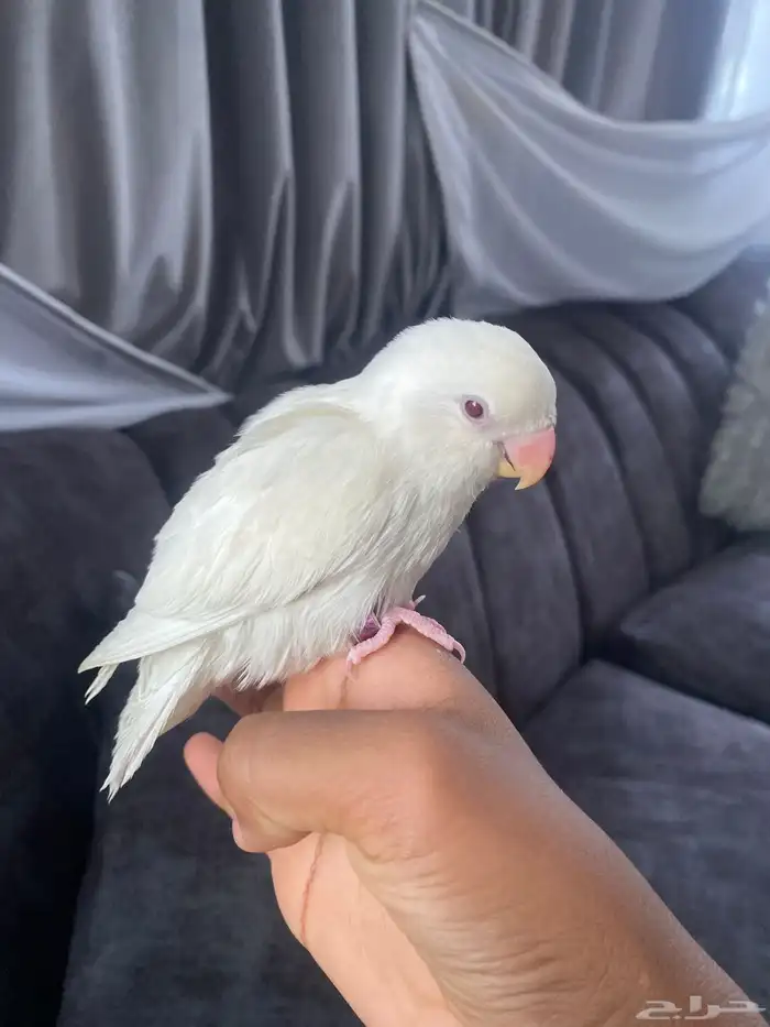 طير روز تربيه 1