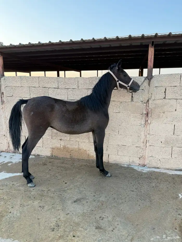 للبيع مهر شعبي شيخ ولد نصر الشقب 0