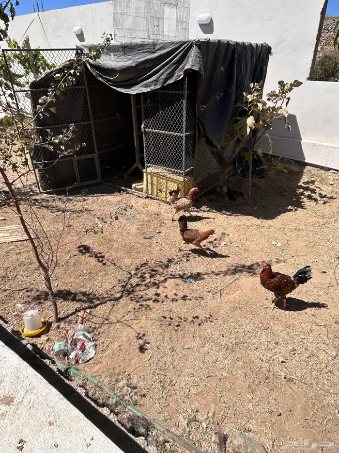 دجاج للبيع 1