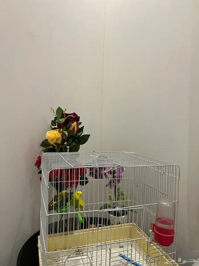 عصافير الحب عصافير زينه للبيع 2