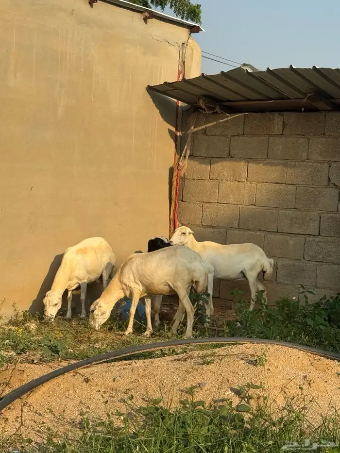 4 ضان فواخر 1