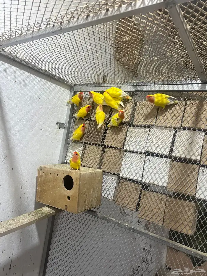 محمية روز لاتينو منتجين 0