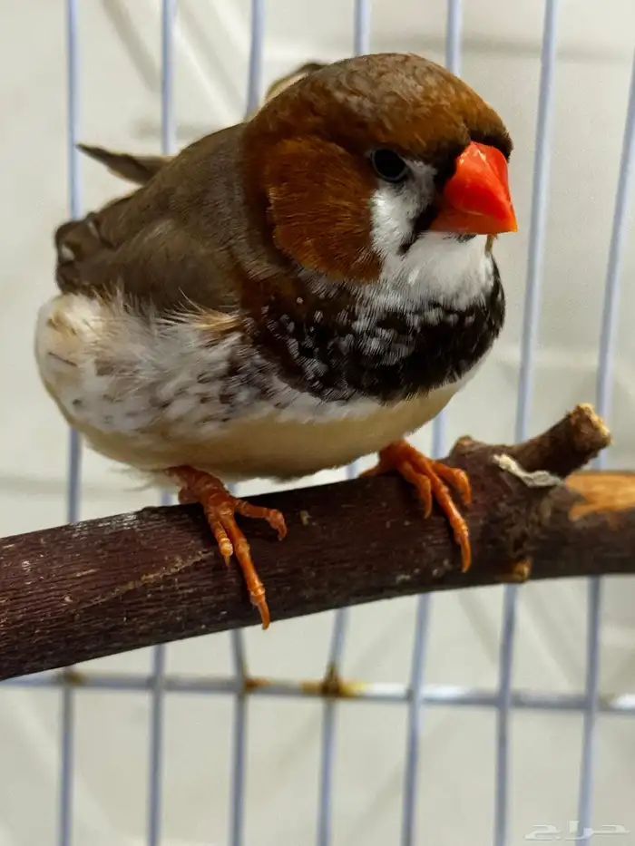 زيبرا مكس انجليزي 2