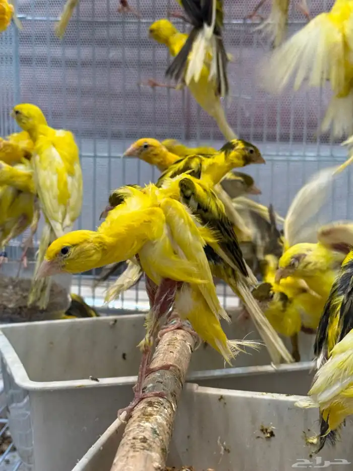 الجيبوسو الاسباني للمميزين فقط 6