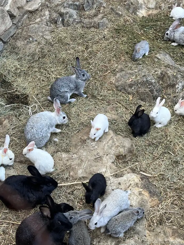 ارانب بلديه منتجه 0