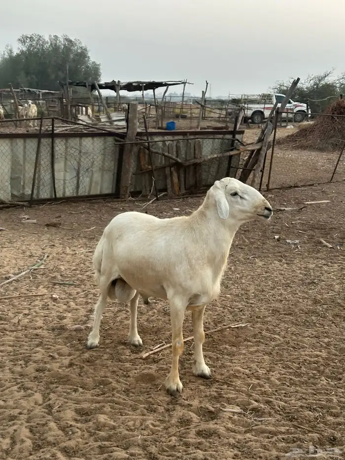 فحل حري مشروط 2