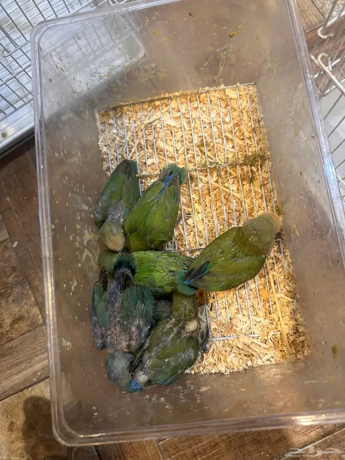 ماشاءالله فروخ روز 0