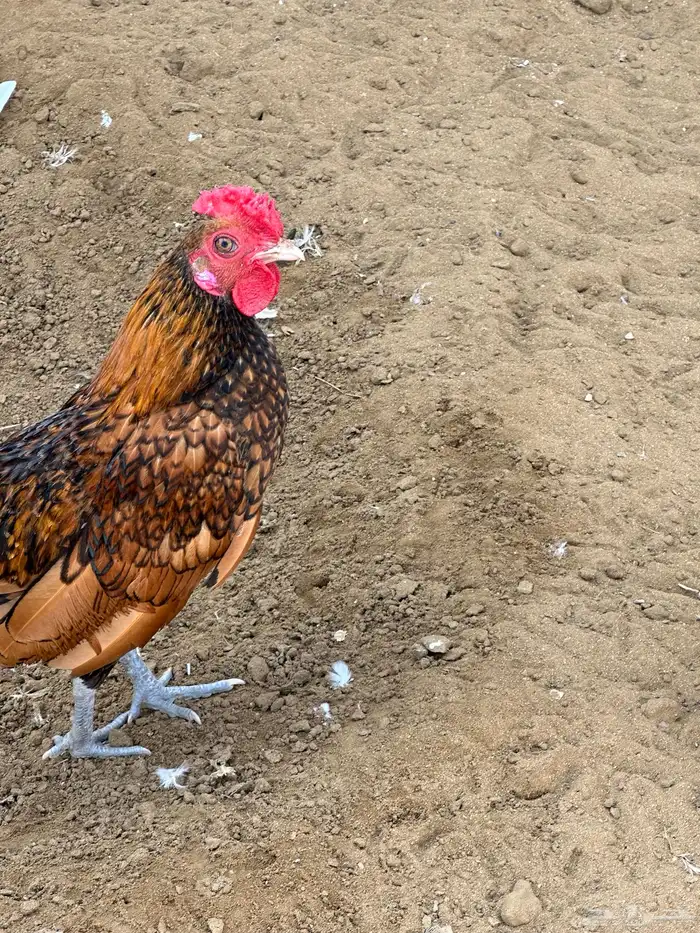 ديك سبرايت 1