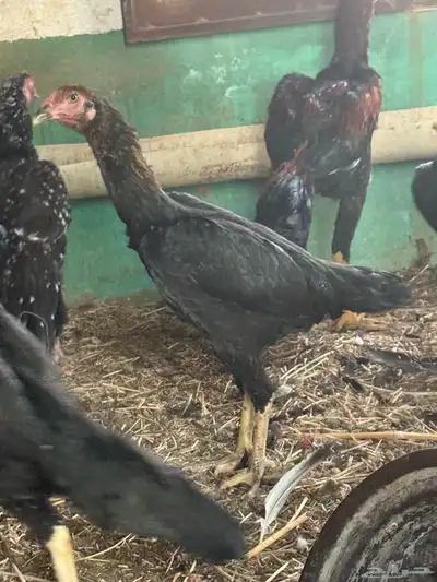 دجاج سندي index