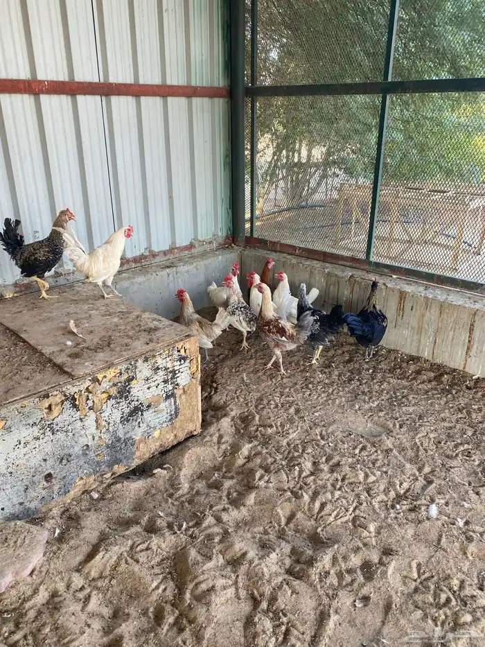 ديوك ودجاج 9