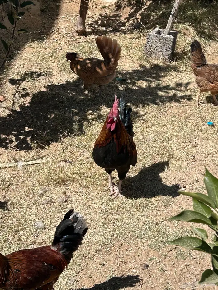 دجاج للبيع 8