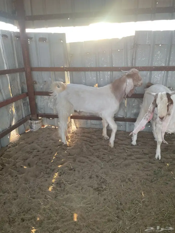 تيوس هولنديات 6