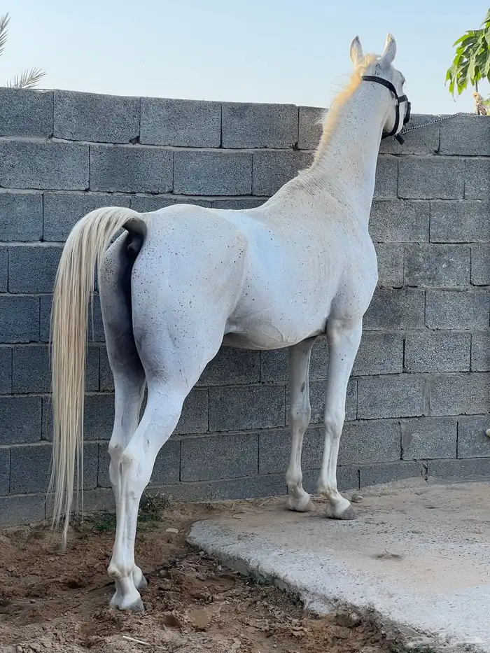 حصان عربي اصيل نسل الشقب 2