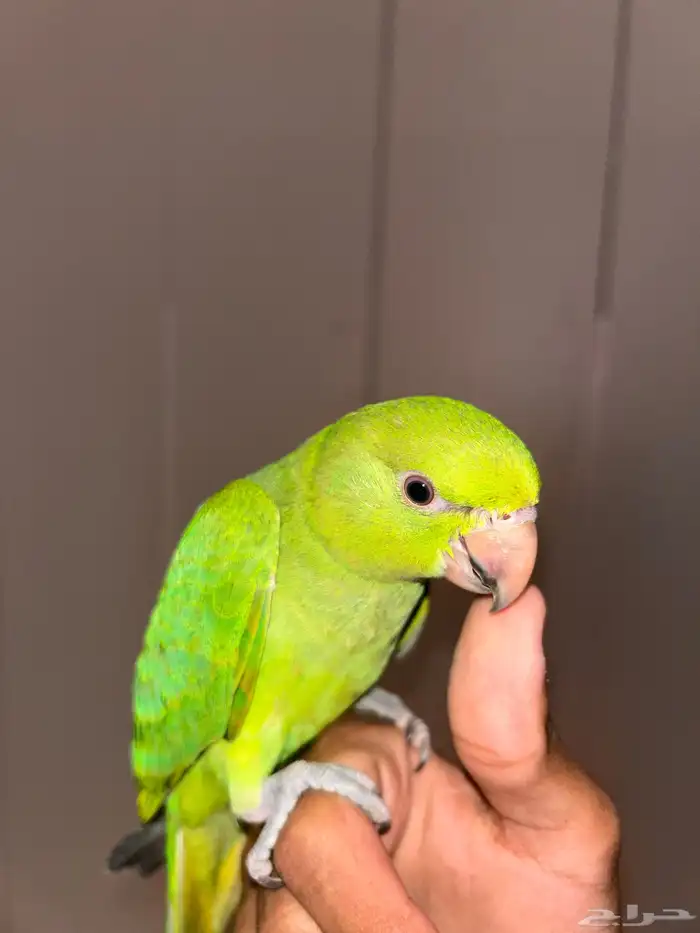 دره هندي هدد 1