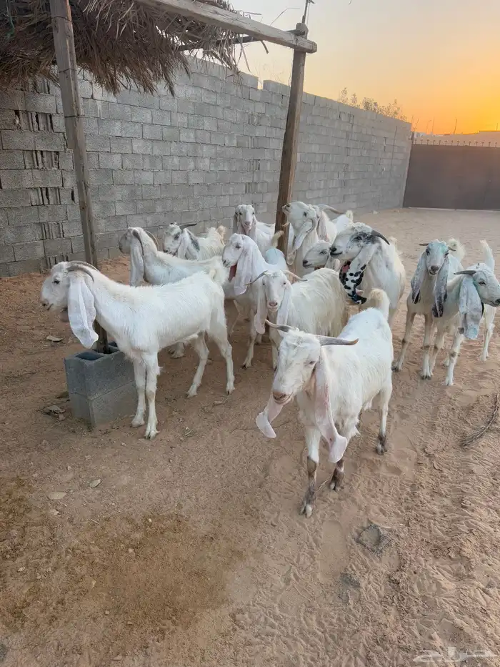 معزا 11 مع الفحل 3