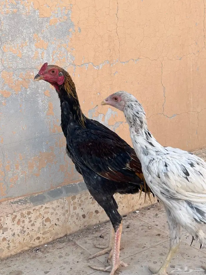ديك و دجاجه باكستاني 0