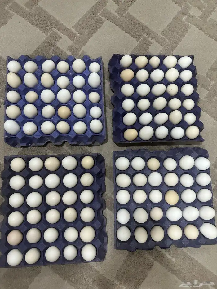 بيض بلدي من المزرعه سعر الطابق 25 الموقع الدمام 0