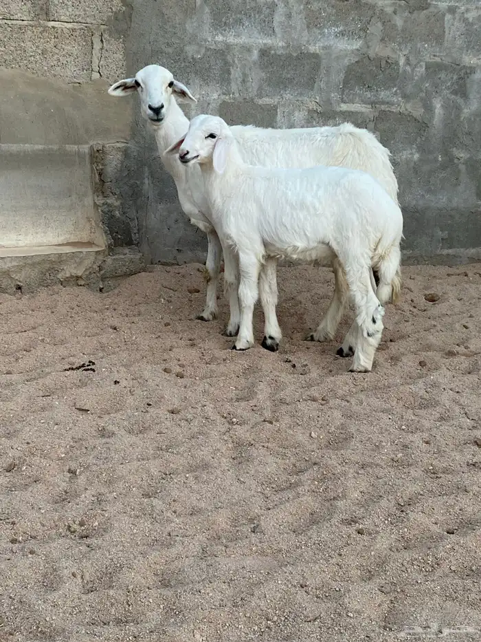 شاه خلفه معها طلي 0