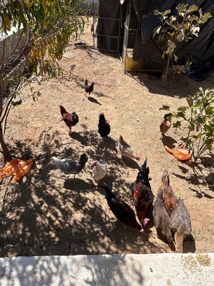 دجاج للبيع 2