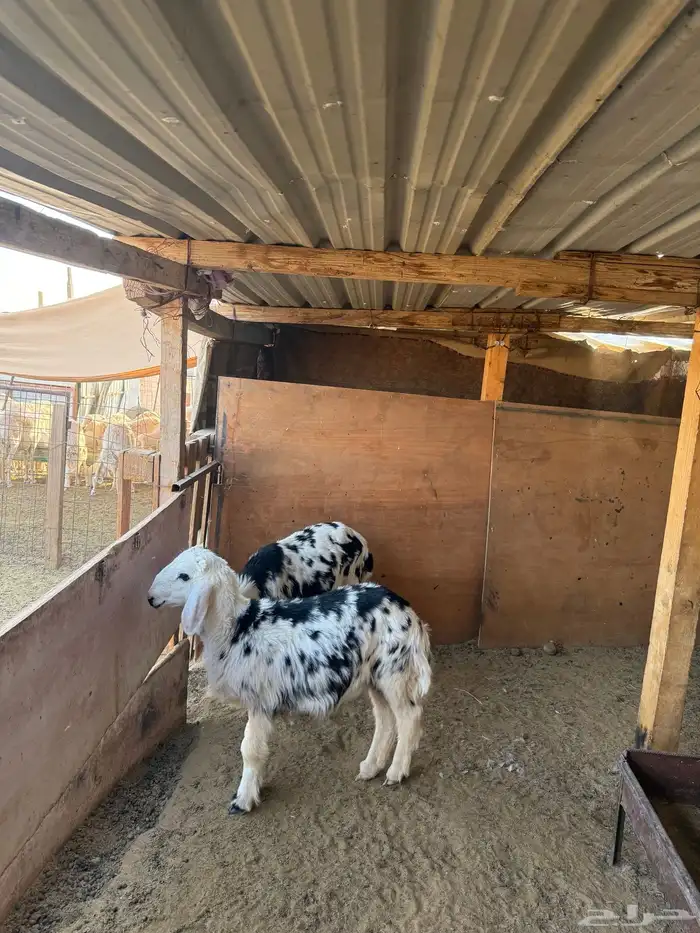 خروفين طيبات ونظاف للي بيربط 0