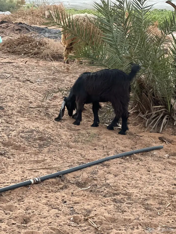 تبس فحل عارضي 3