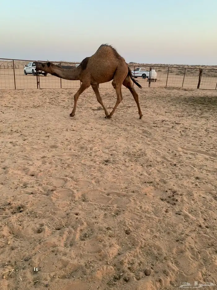 سلام عليكم ورحمة الله وبركاته 1