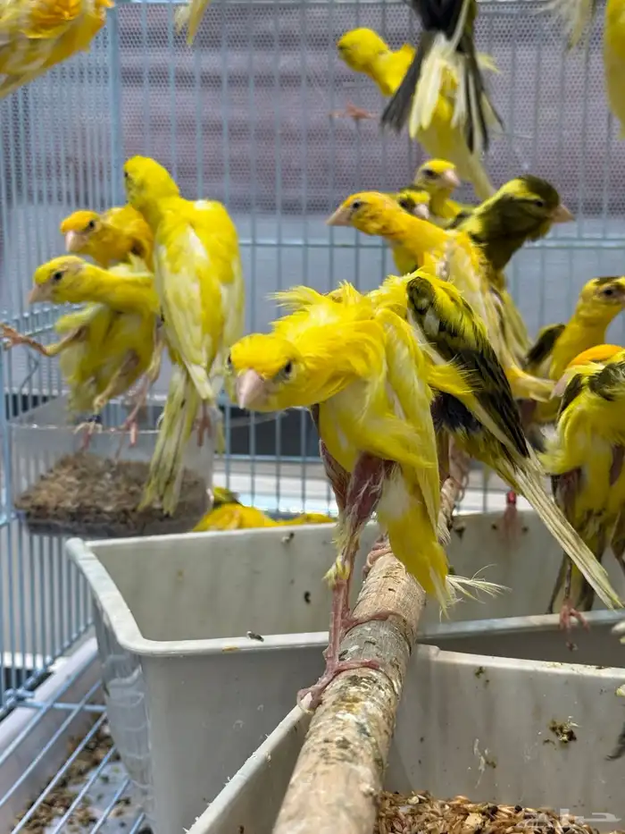 الجيبوسو الاسباني للمميزين فقط 7