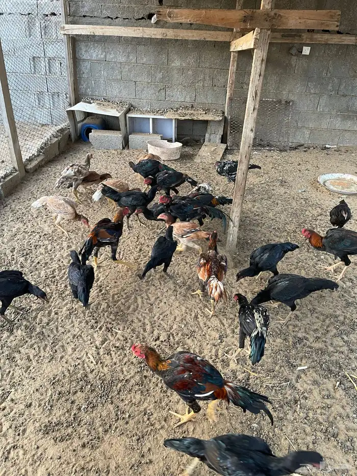 دجاج سندي بيور 24