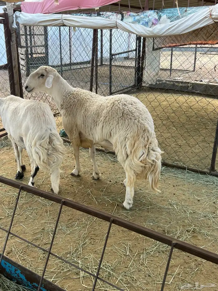 مشروع فحل حري 0