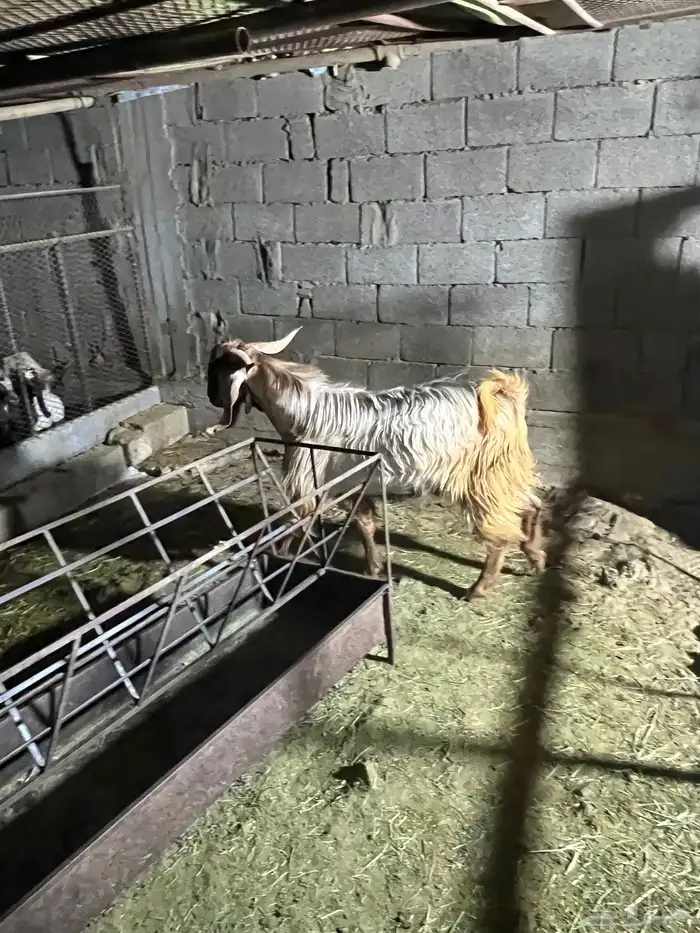 تيس فحل 1