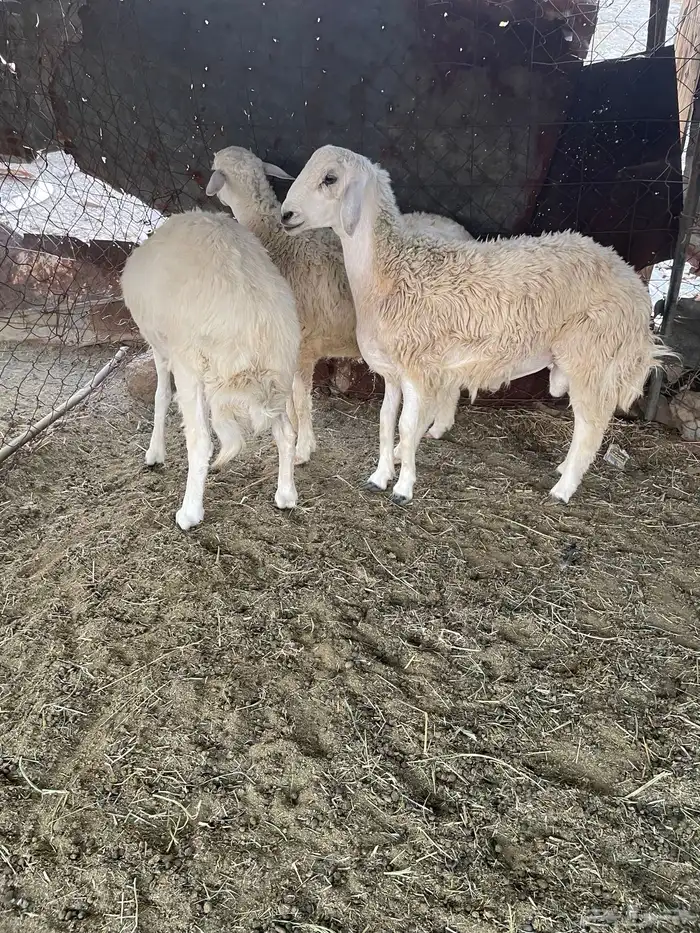 طليان و رخال 0