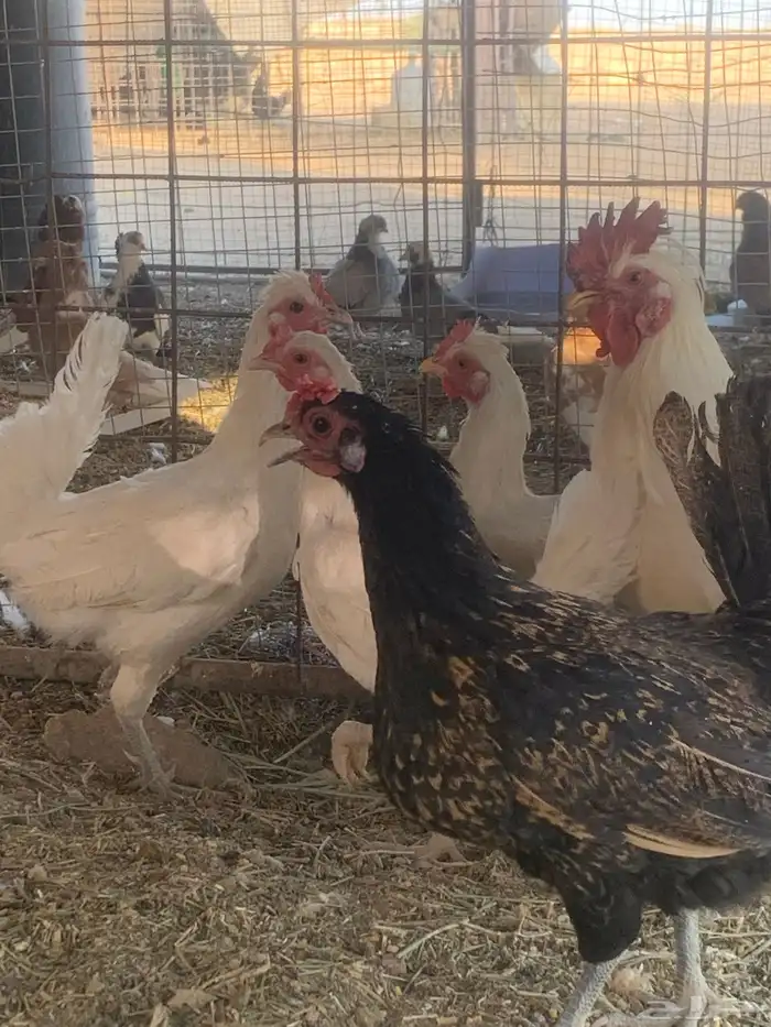 البيع دجاج قزم 1