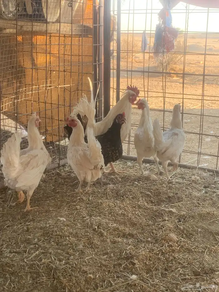 البيع دجاج قزم 2