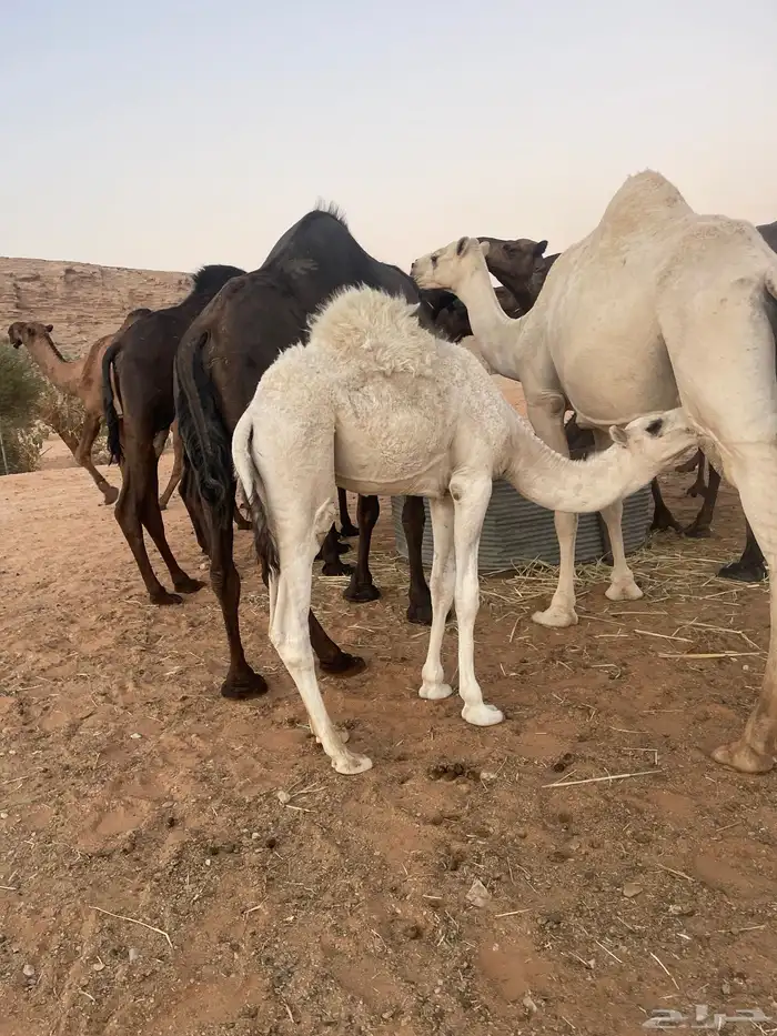 قعود بري لباني يرضع امه 9
