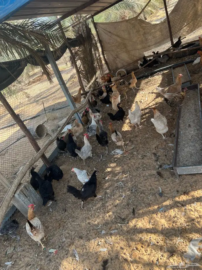 للبيع دجاج بياض 4