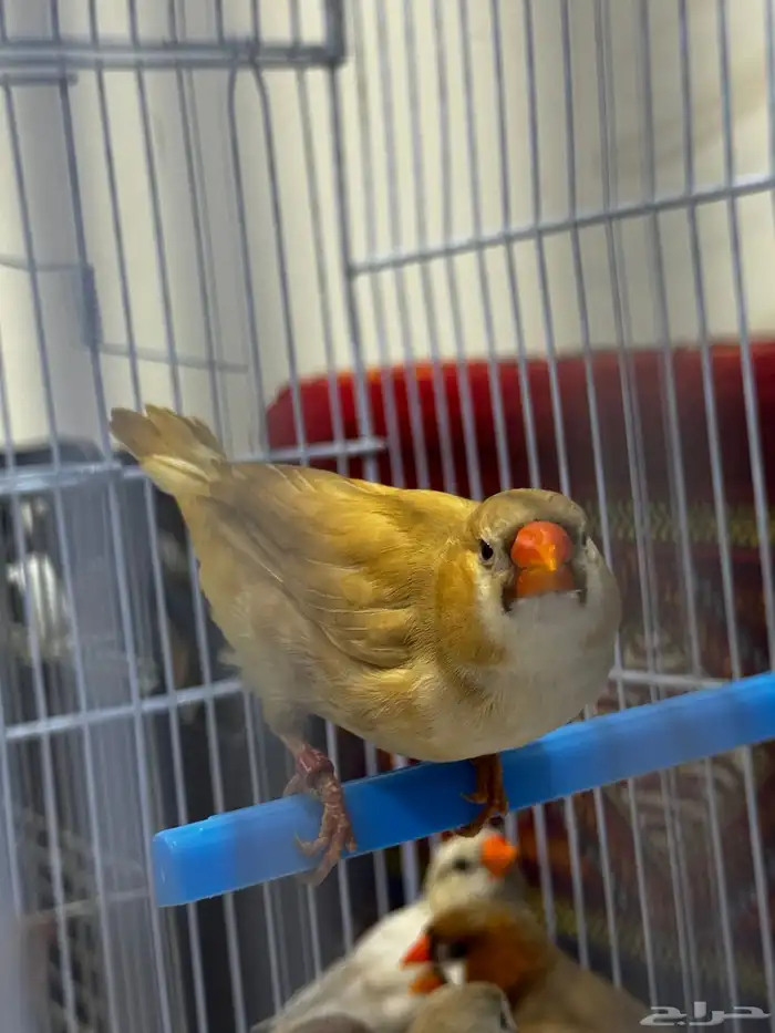 زيبرا مكس انجليزي 1