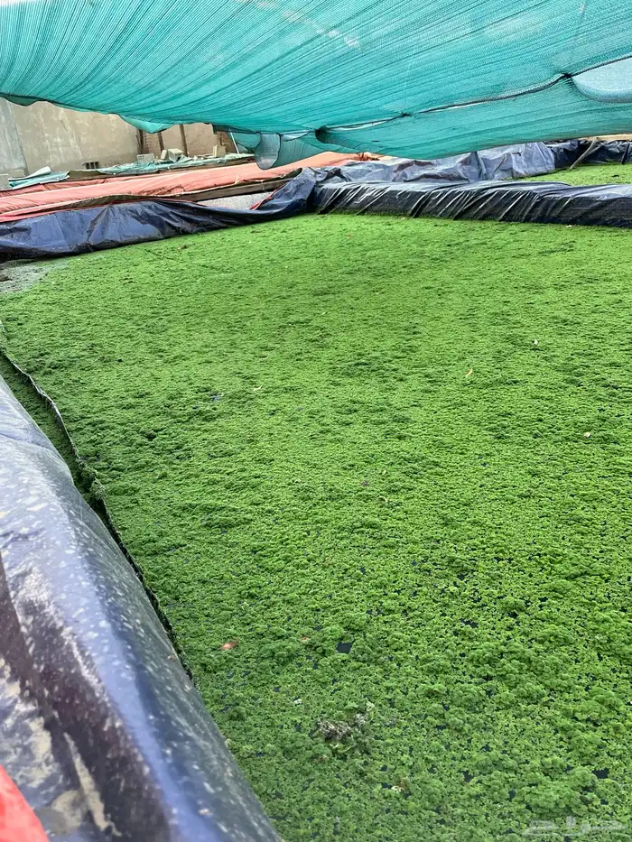 علف ازولا وخس الماء وسالفينيا للغنم والدجاج 0