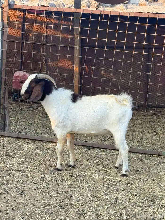 فحل بورقت بيور 1